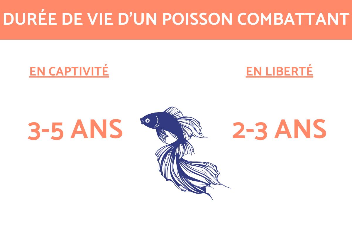 Durée de vie d'un poisson Combattant