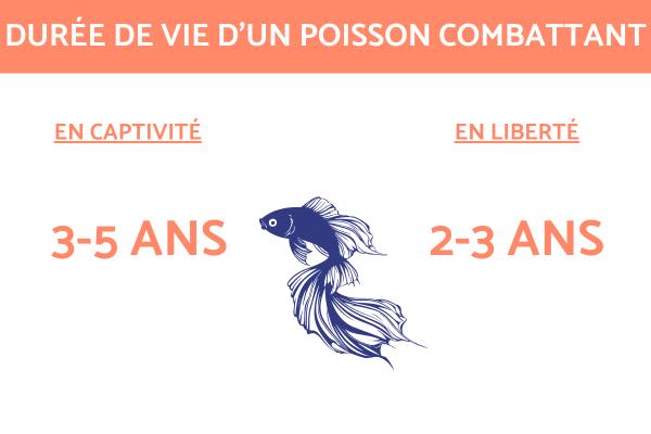 Durée de vie d'un poisson Combattant