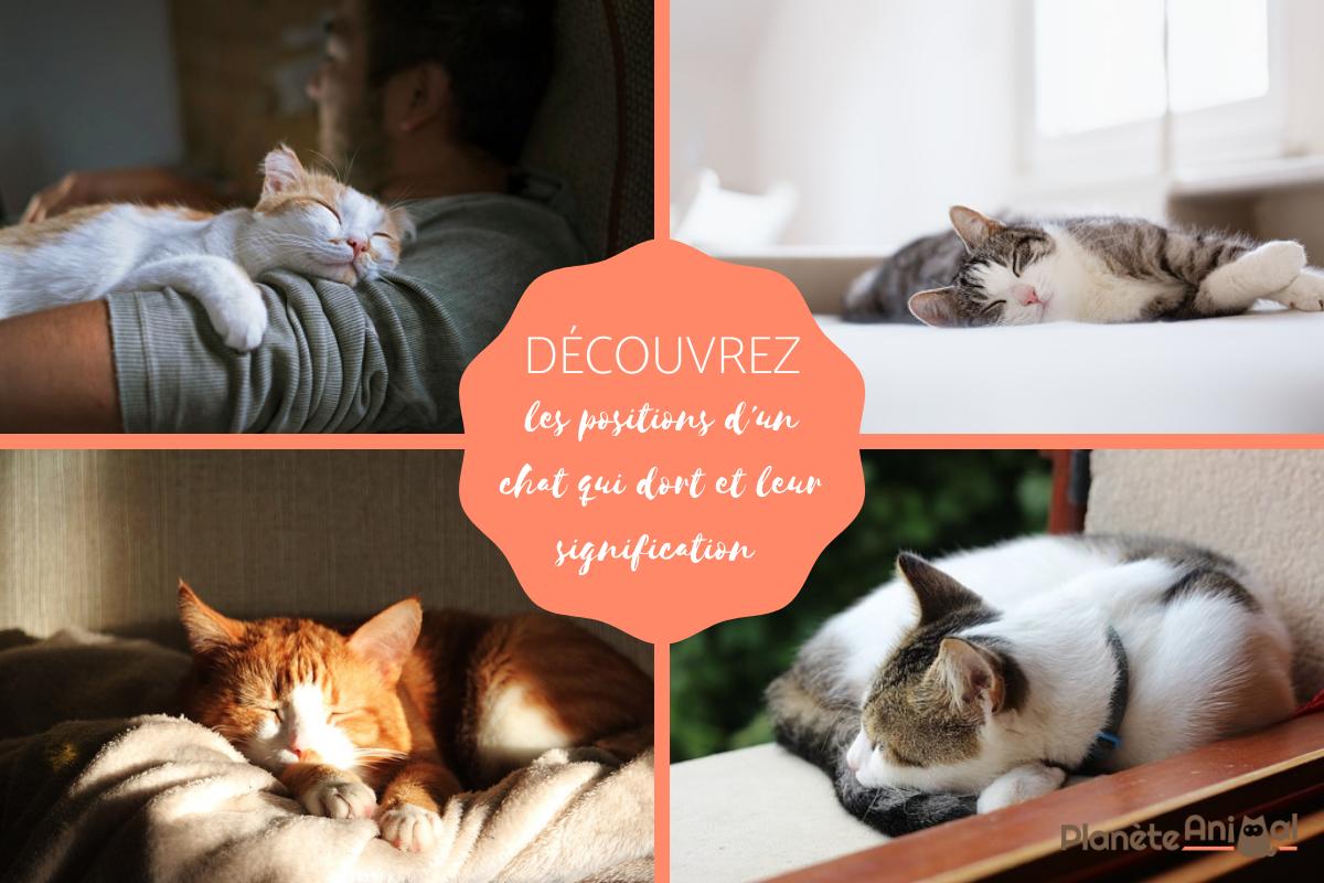 5 positions d'un chat qui dort et leur signification