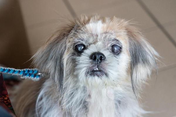 Mon chien est devenu aveugle du jour au lendemain : causes et que faire - Autres pathologies