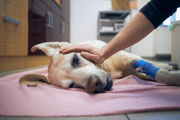 Mon chien est devenu aveugle du jour au lendemain : causes et que faire - Empoisonnement