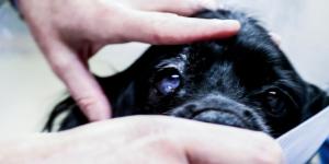 Mon chien est devenu aveugle du jour au lendemain : causes et que faire