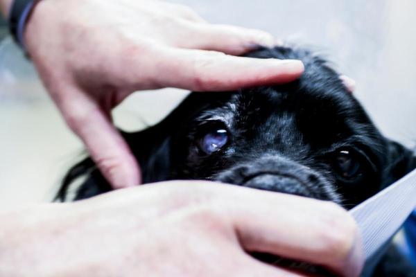 Mon chien est devenu aveugle du jour au lendemain : causes et que faire