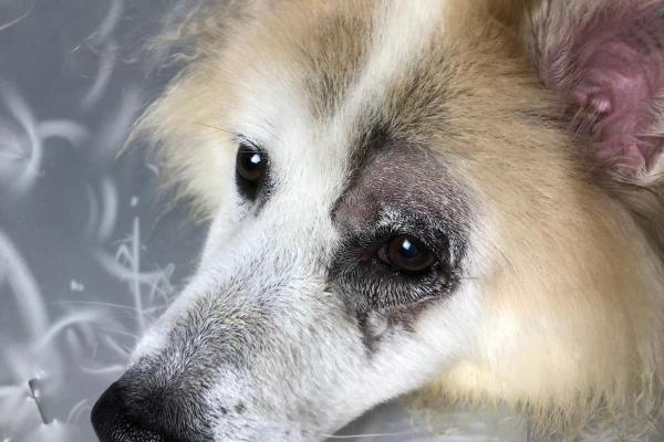 Mon chien est devenu aveugle du jour au lendemain : causes et que faire - Neuropathies