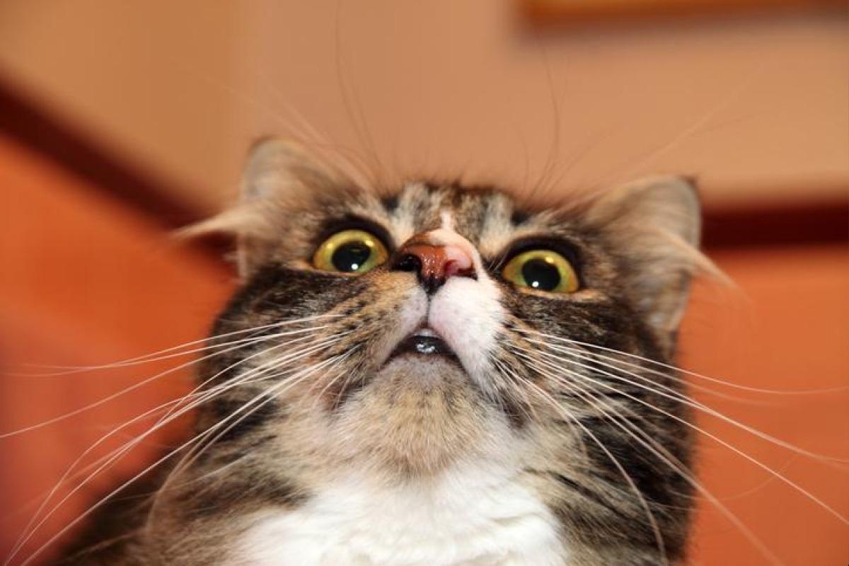11 faits intéressants sur les chats