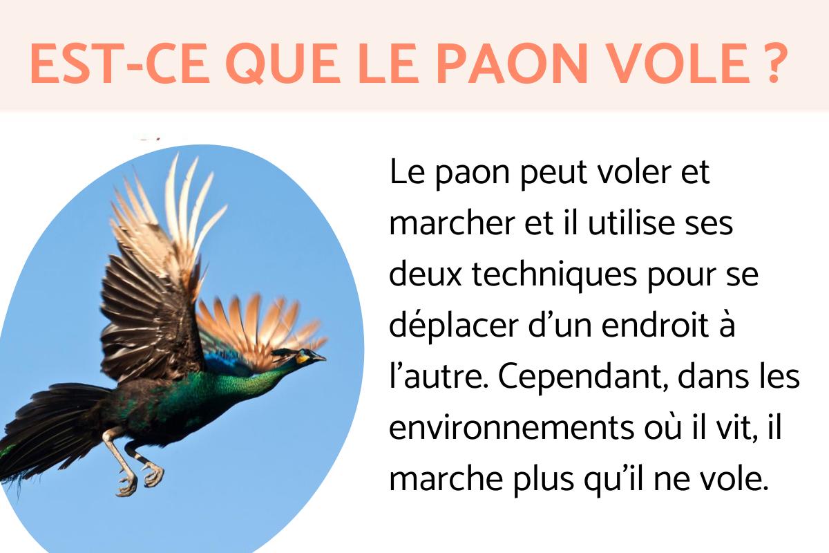 Est-ce que le paon vole ?