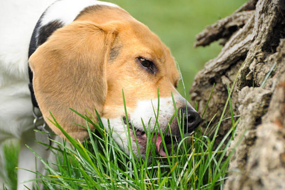 Pourquoi mon chien mange de l'herbe - Causes et solutions