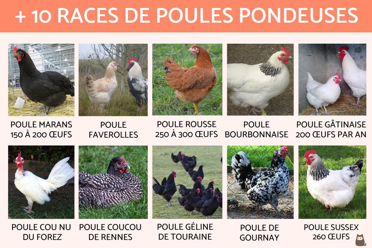 Races de poules pondeuses - TOP 15 avec photo