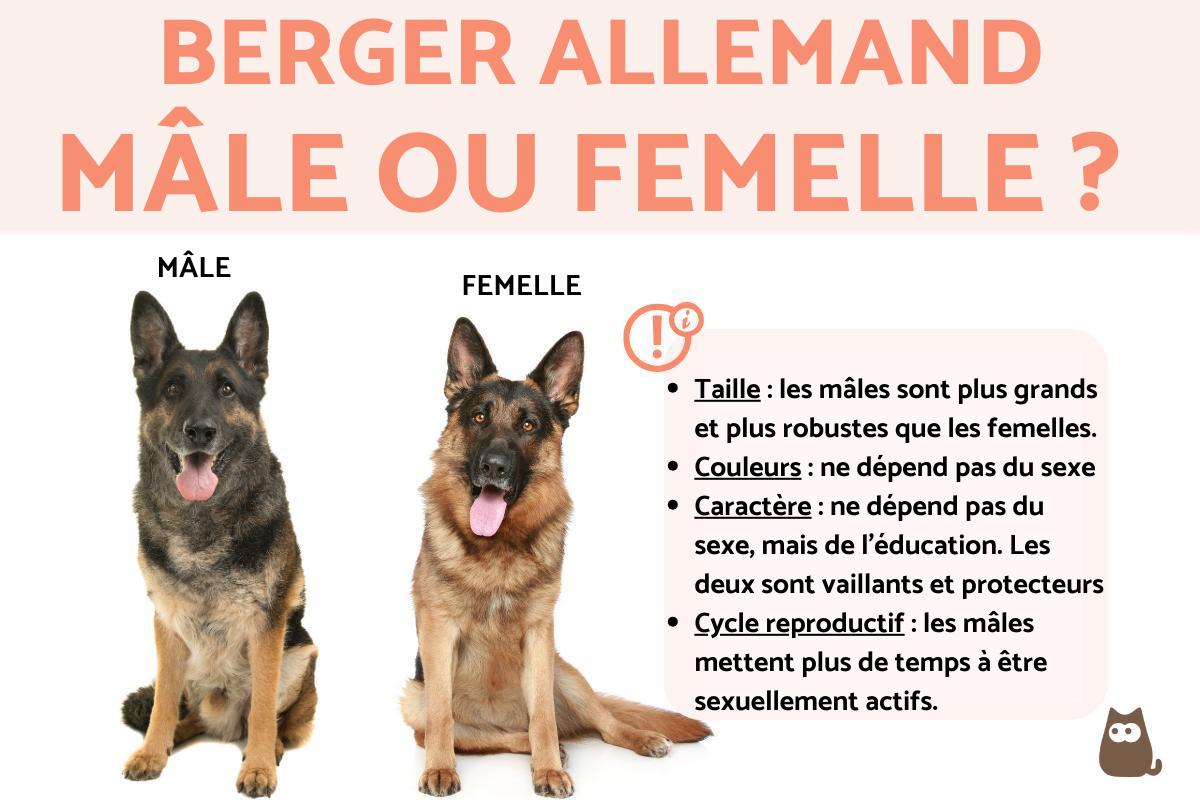 Berger allemand mâle ou femelle ?