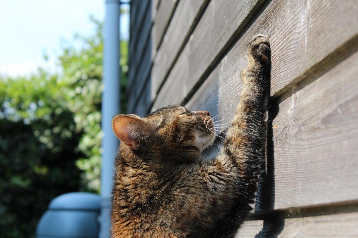 Comment empêcher un chat de marquer son territoire ?