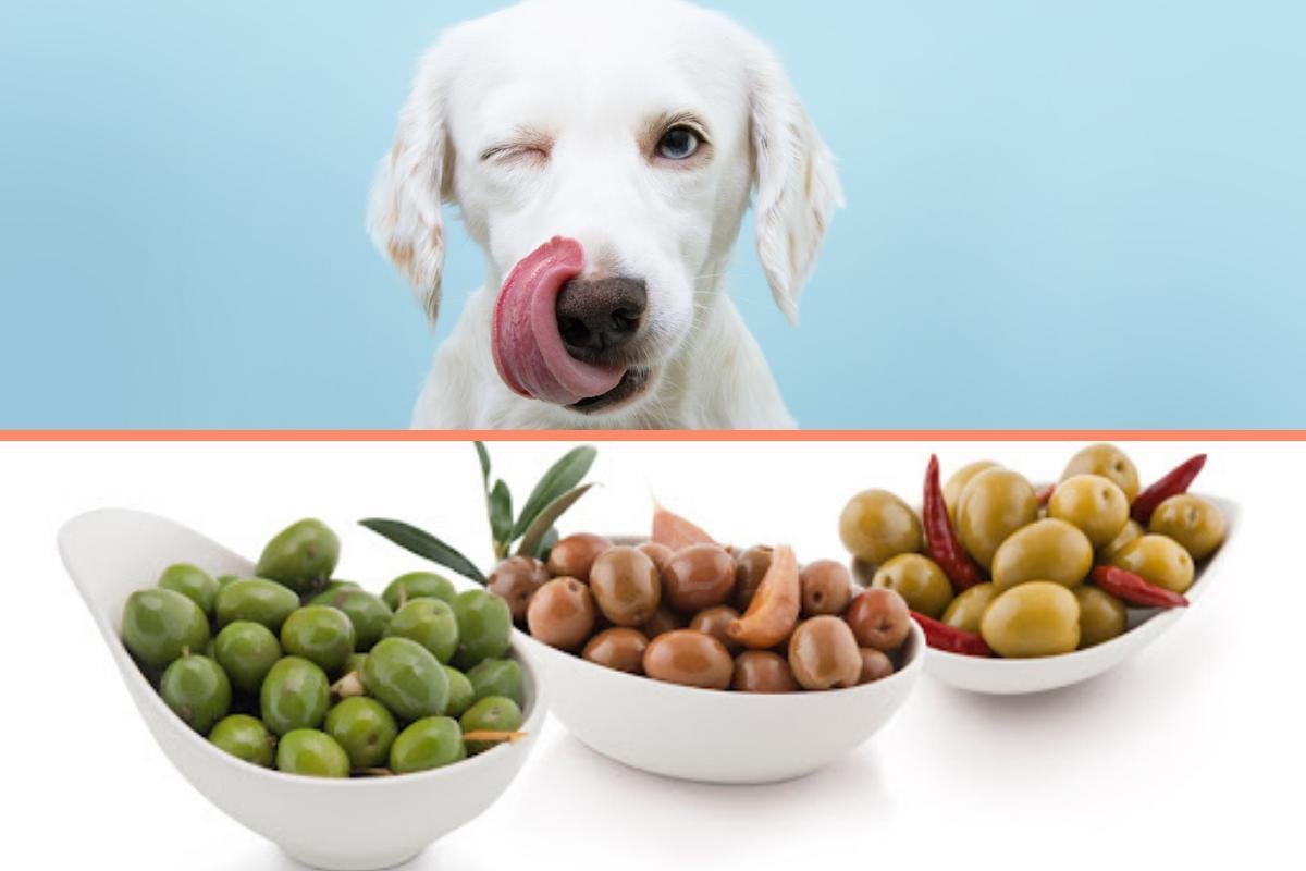 Mon chien peut-il manger des olives ?