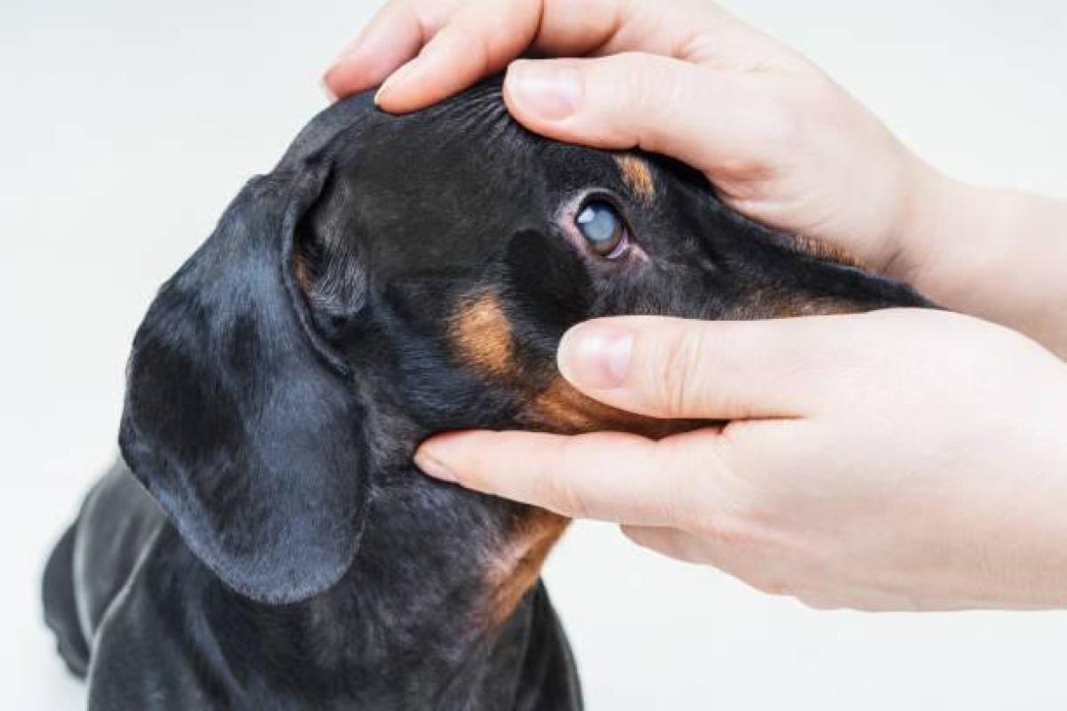 6 maladies des yeux chez le chien avec photos