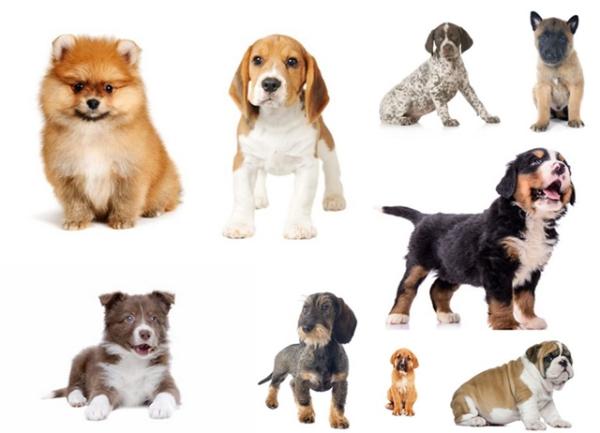 Combien de races de chiens existe t-il dans le monde ?