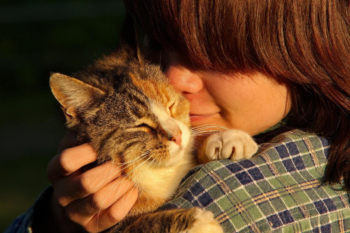 Les chats reconnaissent-ils les personnes ?