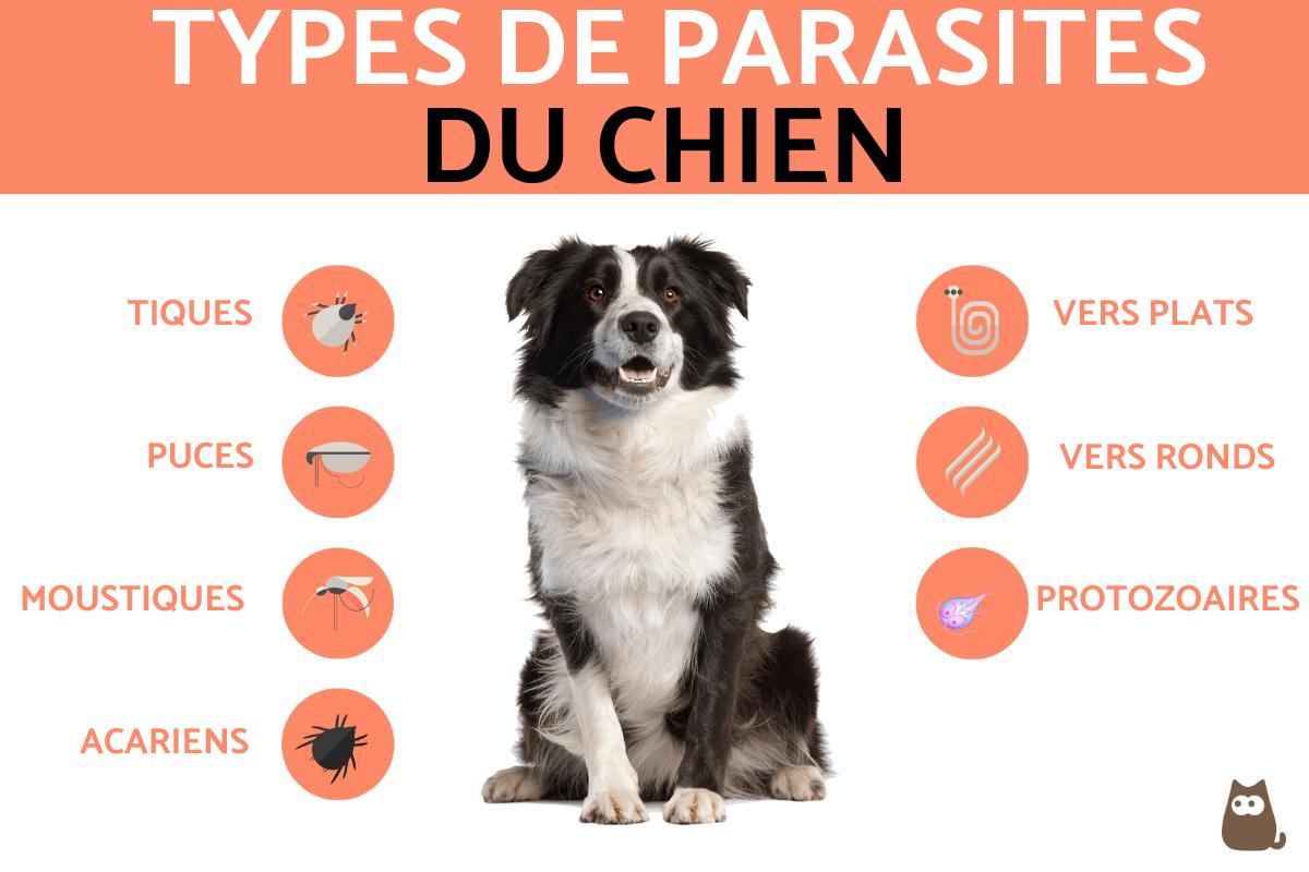 Parasites du chien - Photos, symptômes et traitements