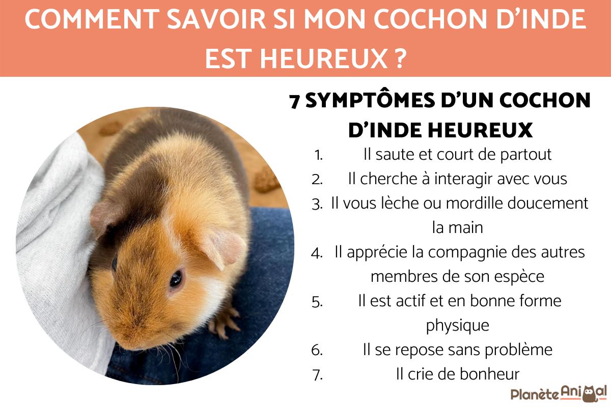 Comment savoir si mon cochon d'Inde est heureux ?