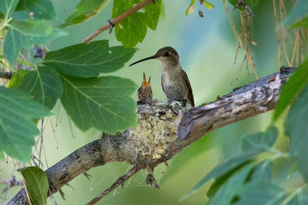 Où vivent les colibris ?