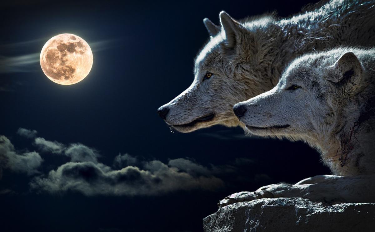 Le loup comme animal de compagnie