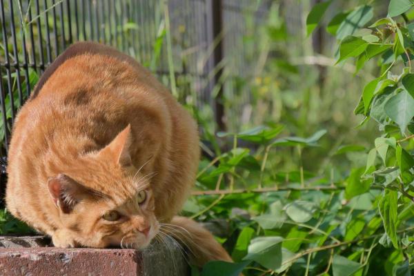 Pourquoi mon chat se met sur le dos devant moi ? - 4. Pour marquer