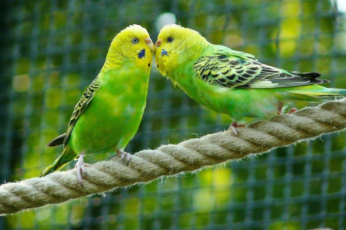 Animaux homosexuels