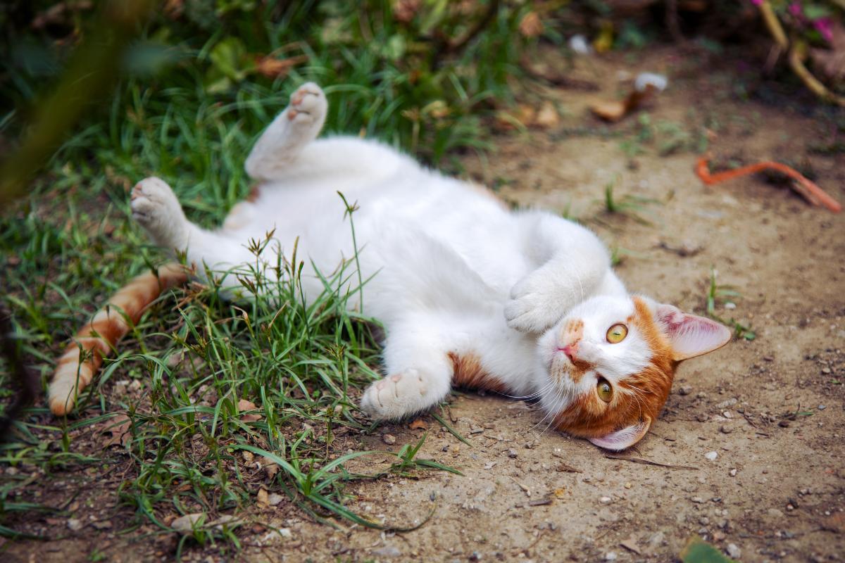 Pourquoi mon chat se met sur le dos devant moi ?