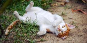 Pourquoi mon chat se met sur le dos devant moi ?