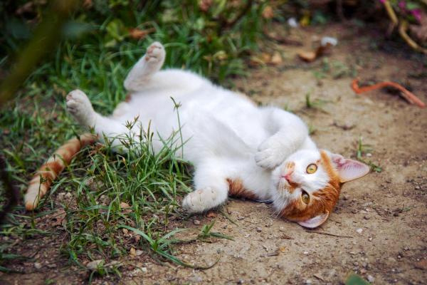 Pourquoi mon chat se met sur le dos devant moi ?