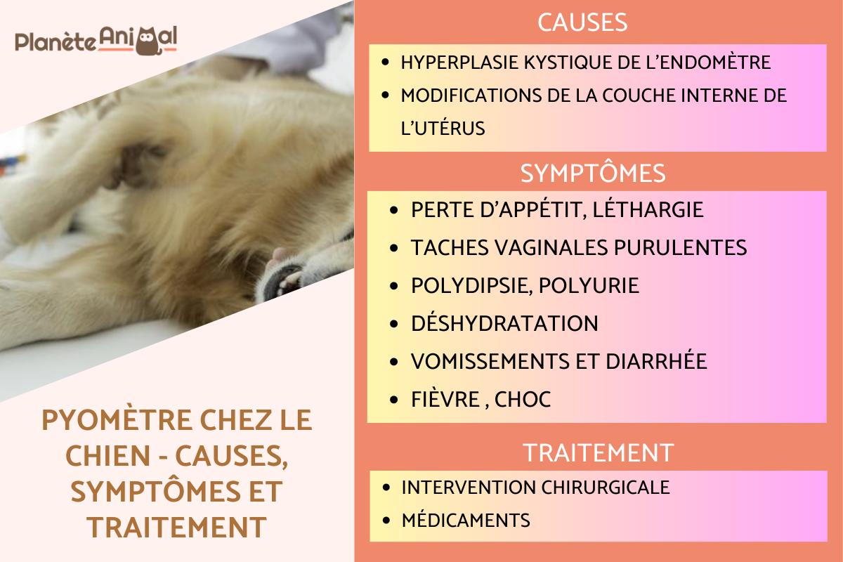 Pyomètre chez le chien - Causes, symptômes et traitement