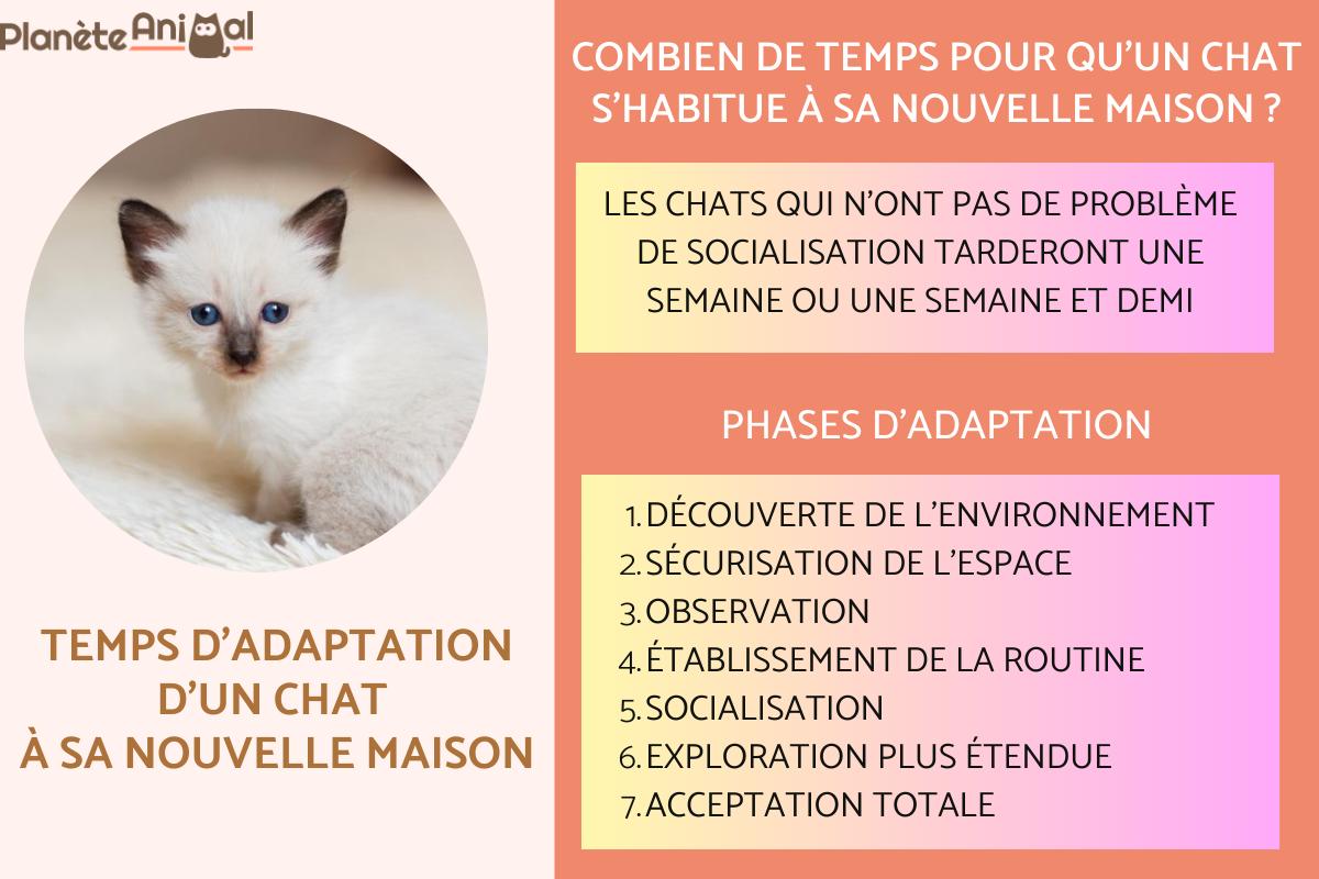 Temps d'adaptation d'un chat à sa nouvelle maison