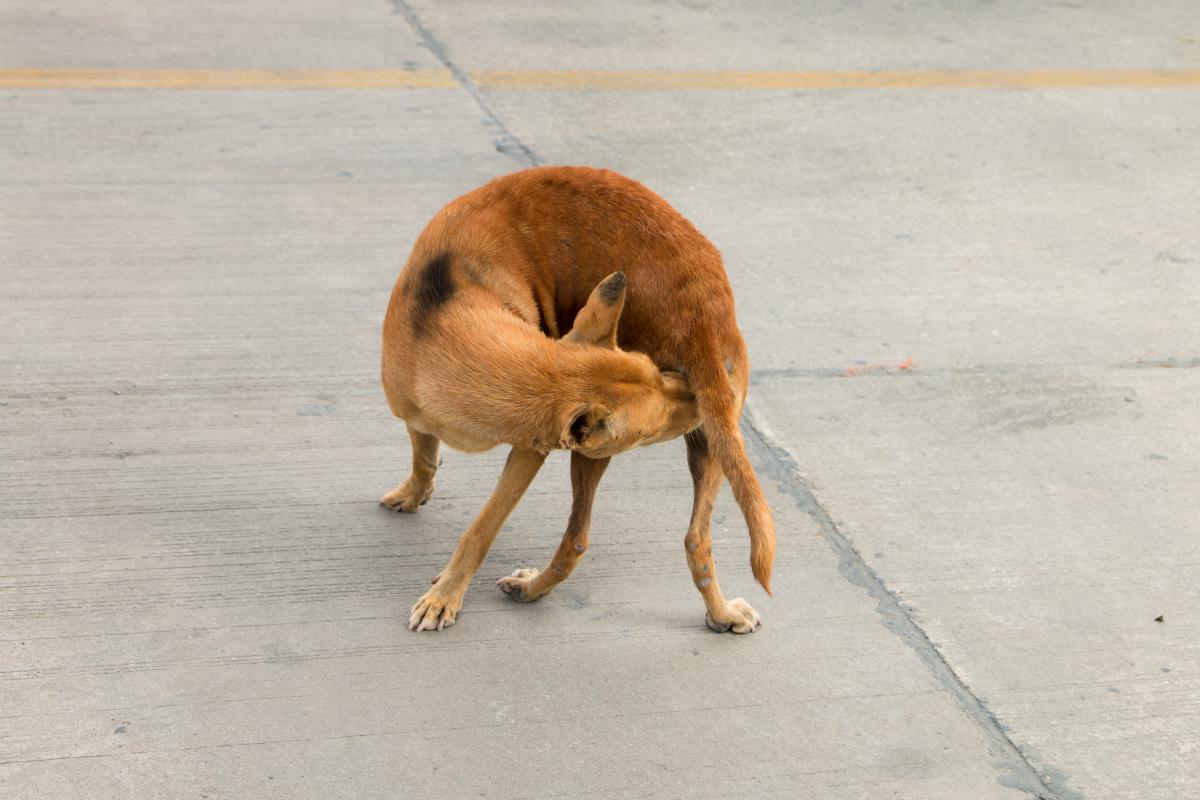 Pourquoi mon chien se lèche l