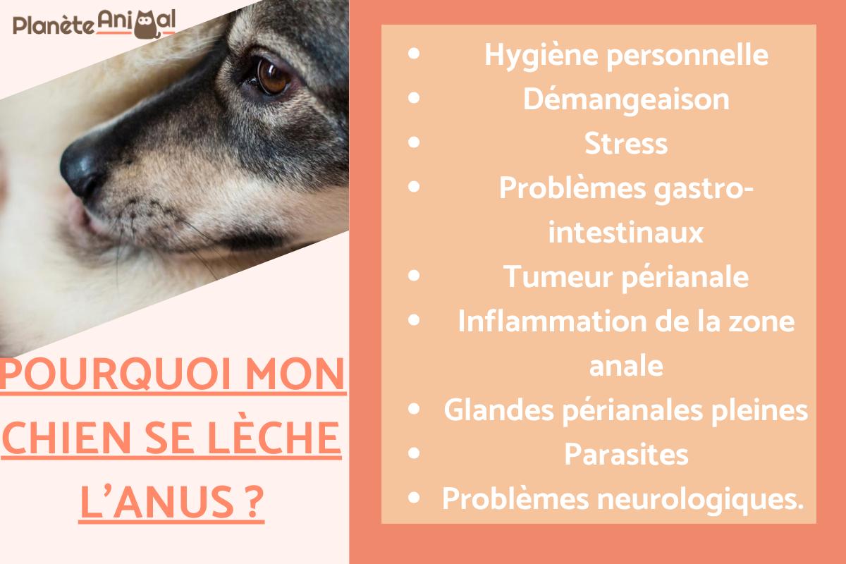 Pourquoi mon chien se lèche l'anus ?