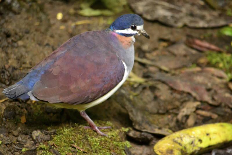 +20 Races de PIGEONS Caractéristiques et habitat (+PHOTOS)