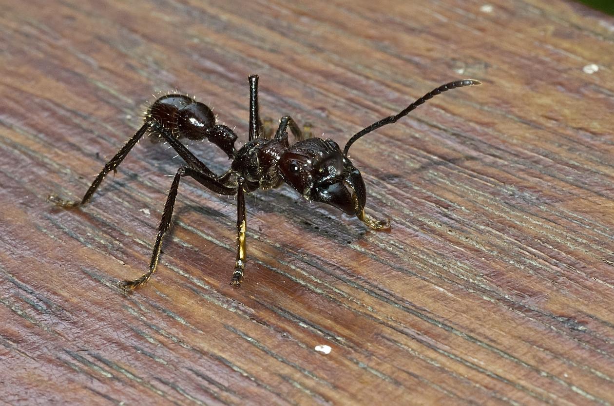 Insectes qui piquent Espèces et caractéristiques — free download