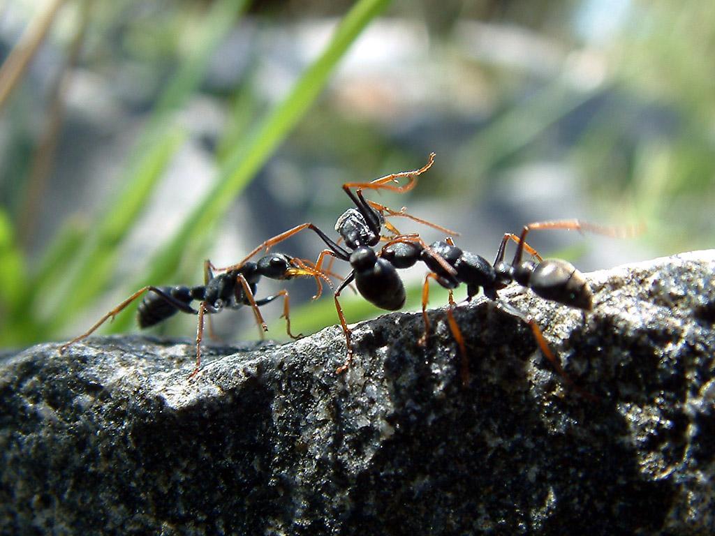 Insectes qui piquent Espèces et caractéristiques — free download