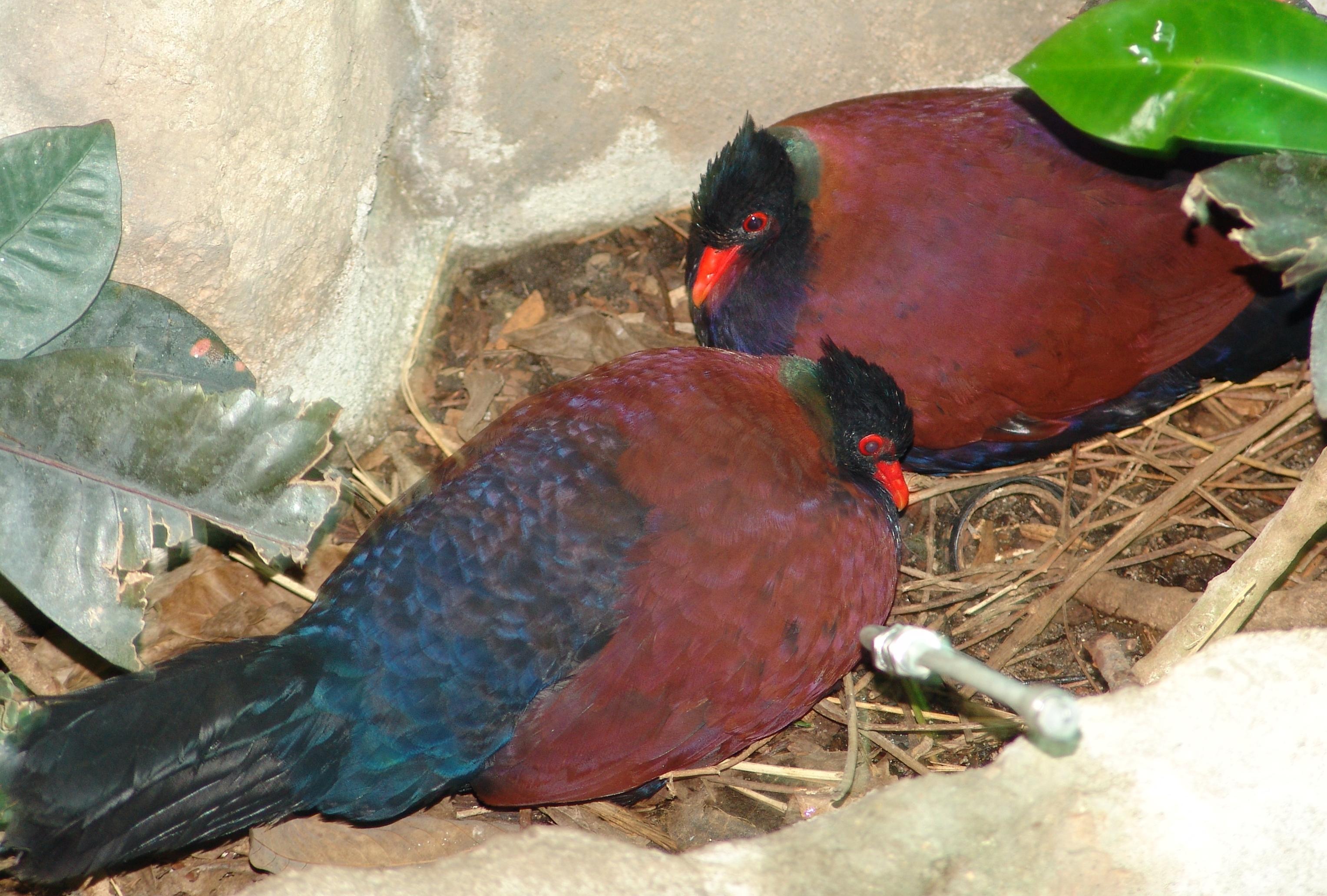 +20 Races de PIGEONS Caractéristiques et habitat (+PHOTOS) — free download
