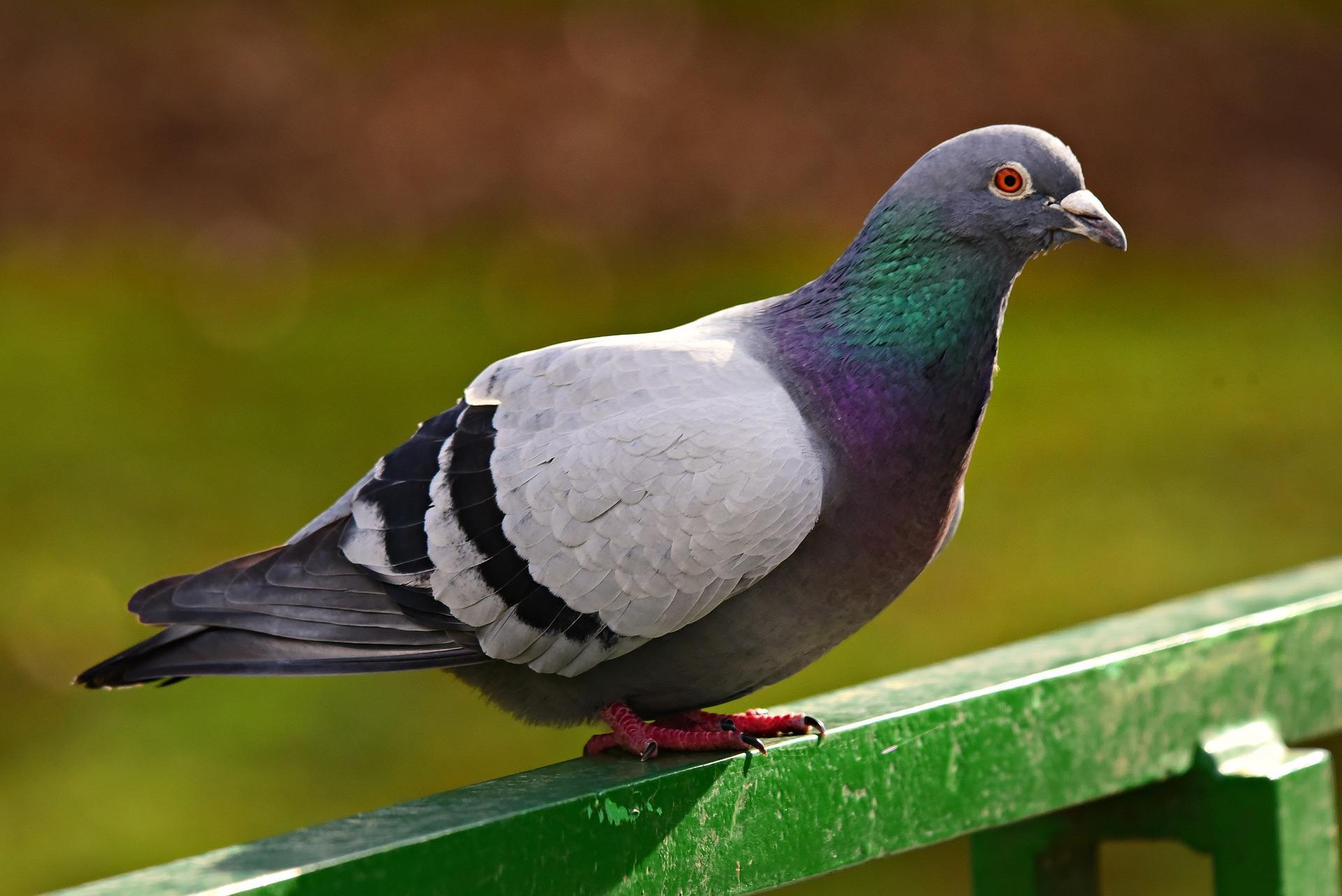 +20 Races de PIGEONS Caractéristiques et habitat (+PHOTOS) — free download