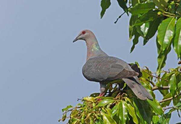 Races de pigeons - Pigeon de Jamaïque (Patagioenas caribaea)