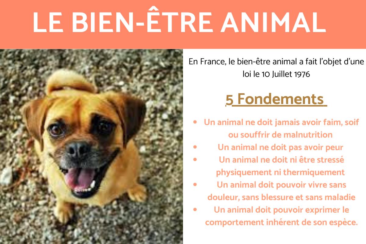 Bien-être animal
