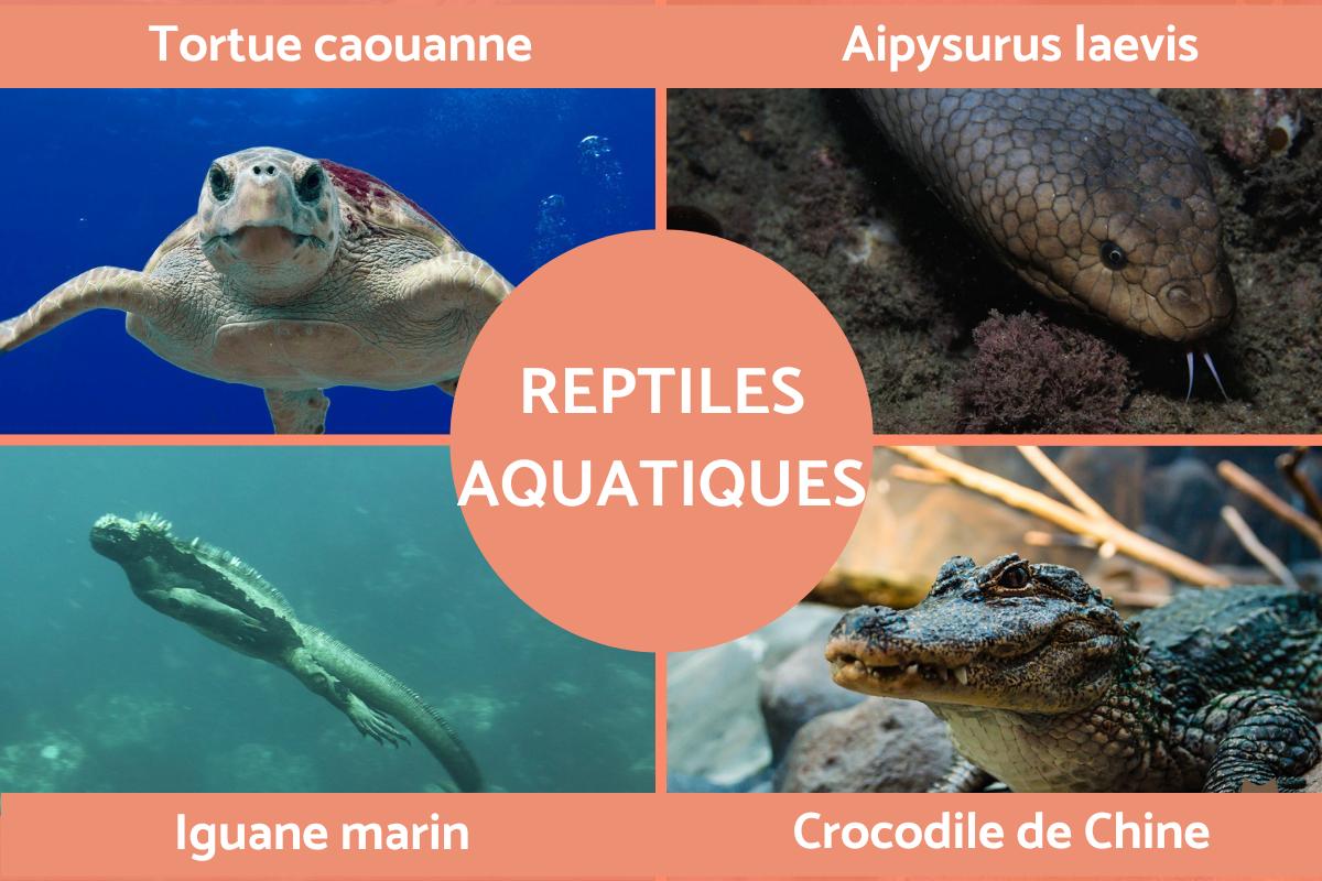 Reptile aquatique - Caractéristiques et exemples