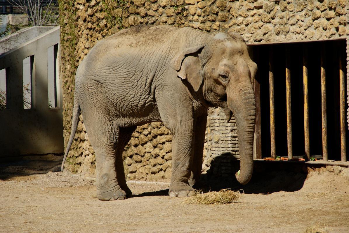 Comment de temps vit un éléphant Durée de vie d'un éléphant — free download