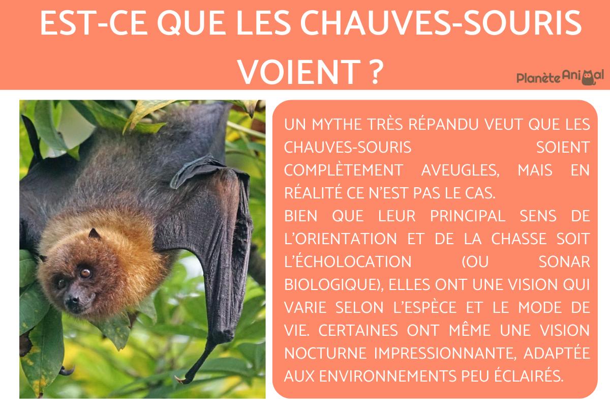 Est-ce que les chauves-souris voient ?