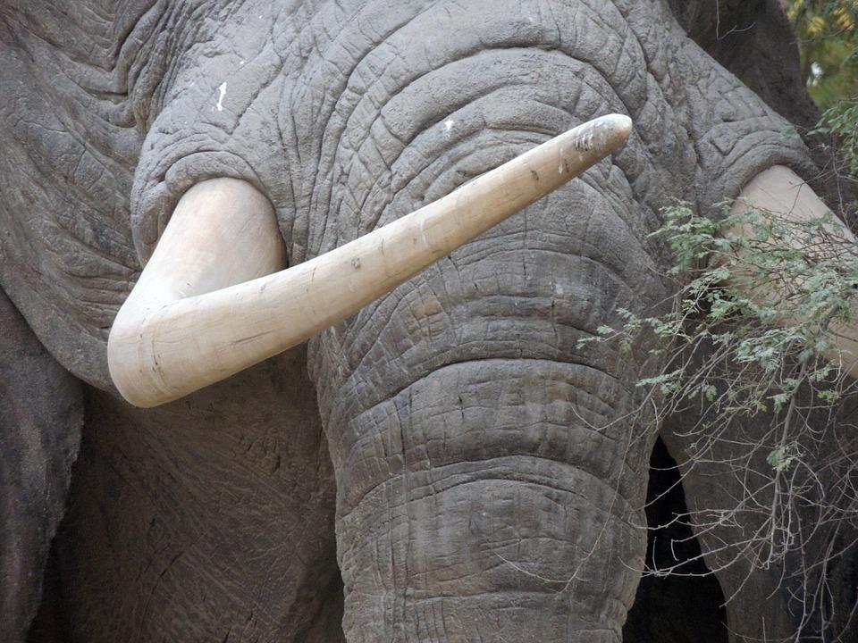 Comment de temps vit un éléphant Durée de vie d'un éléphant — free download