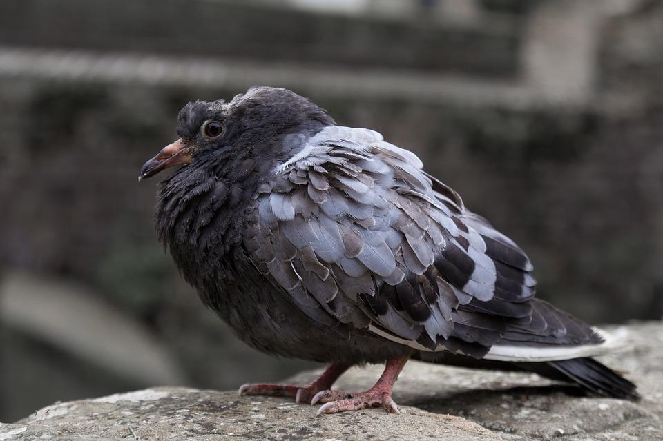 Maladies des pigeons Symptômes, origine & contamination — free download