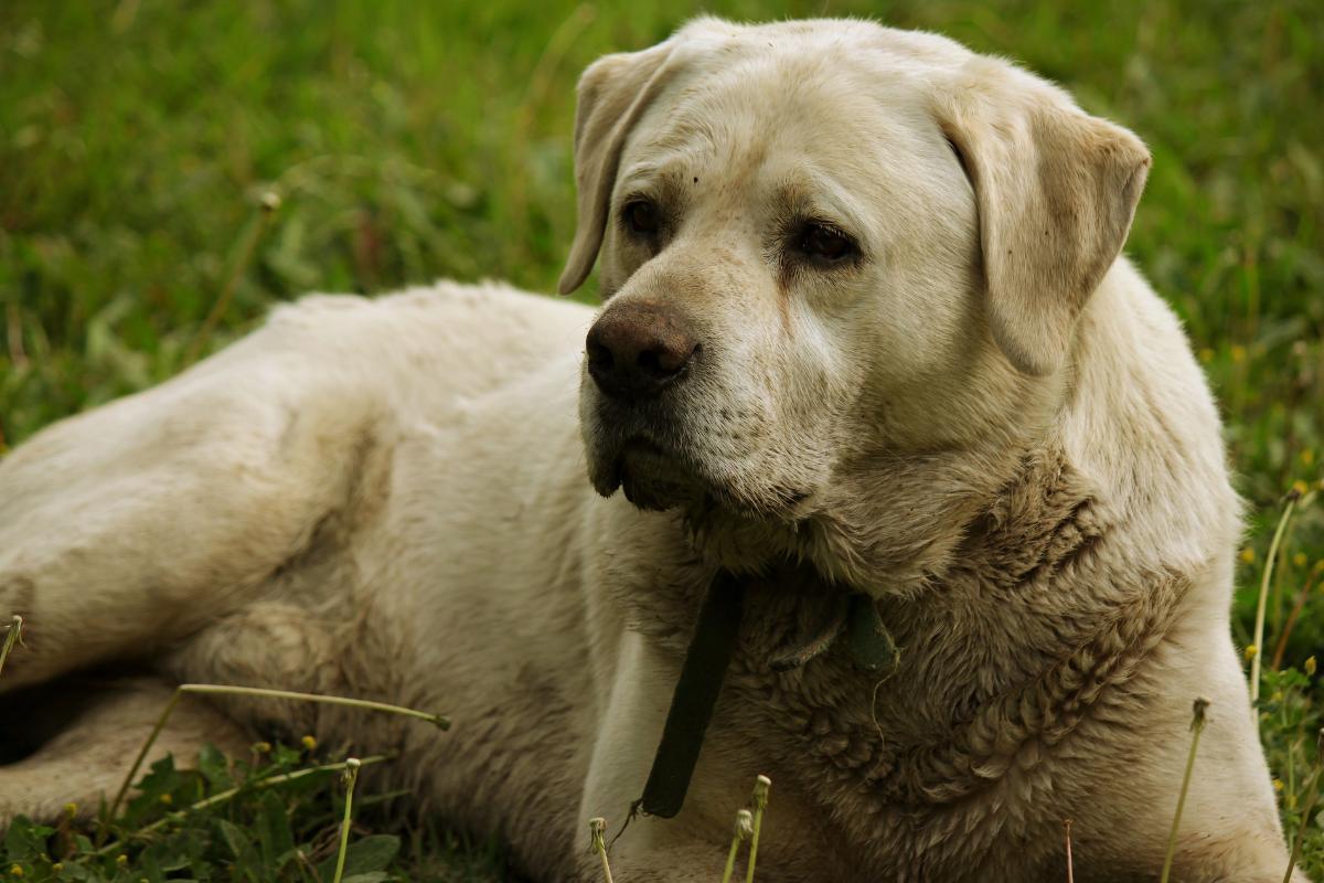 Mon chien sent le poisson - Causes et traitements
