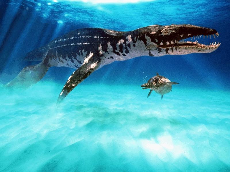 Animaux Marins Pr historiques TOP 5 AVEC PHOTOS