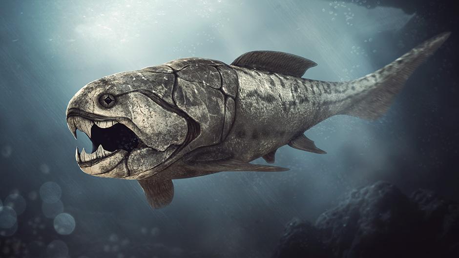Animaux Marins Pr historiques TOP 5 AVEC PHOTOS