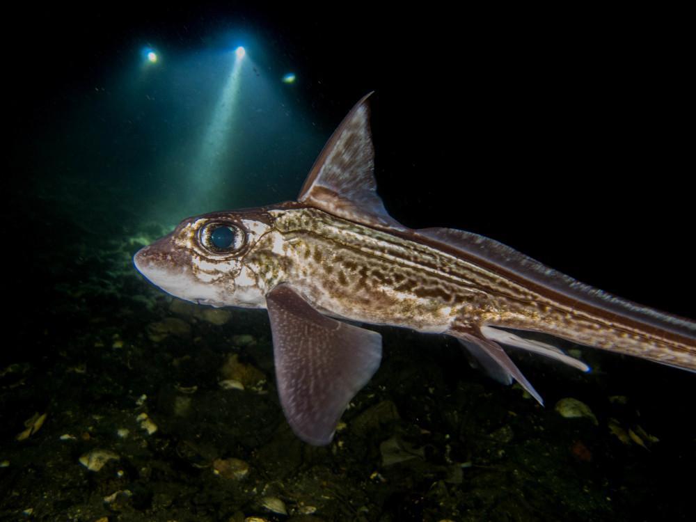 Poisson sans écailles - Types, noms et exemples (avec PHOTOS)