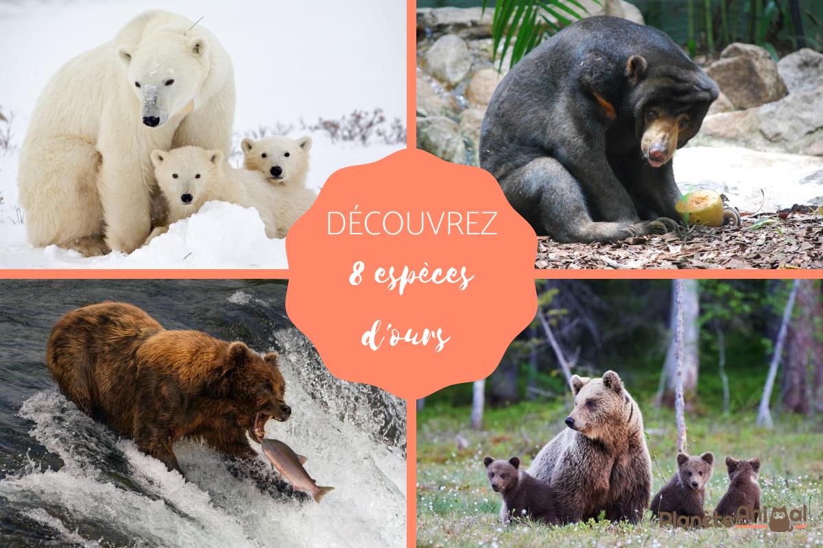 Espèces d'ours - Liste, caractéristiques et photos