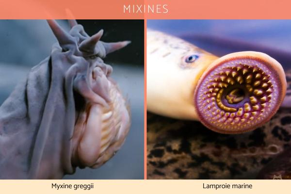 Types de poissons - Exemples de poissons 