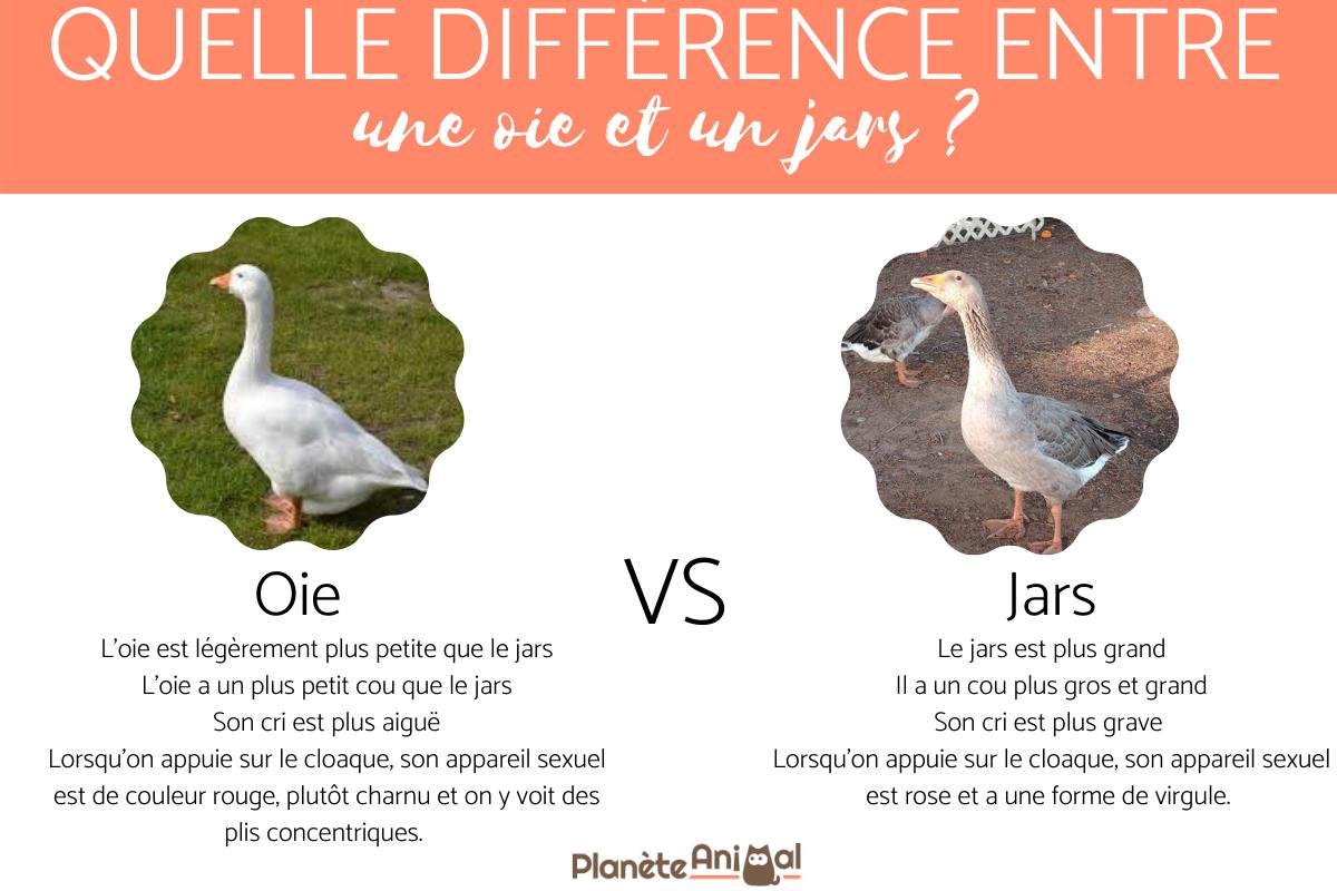 Comment reconnaître une oie d'un jars ?